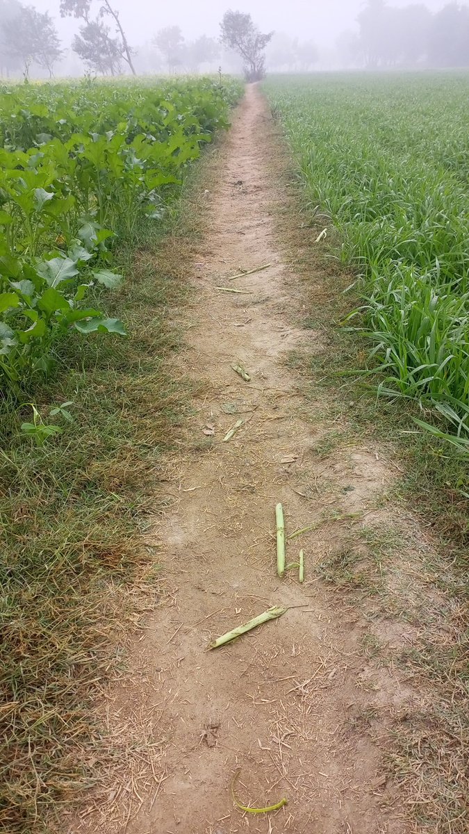 Steve Rapson tweet media