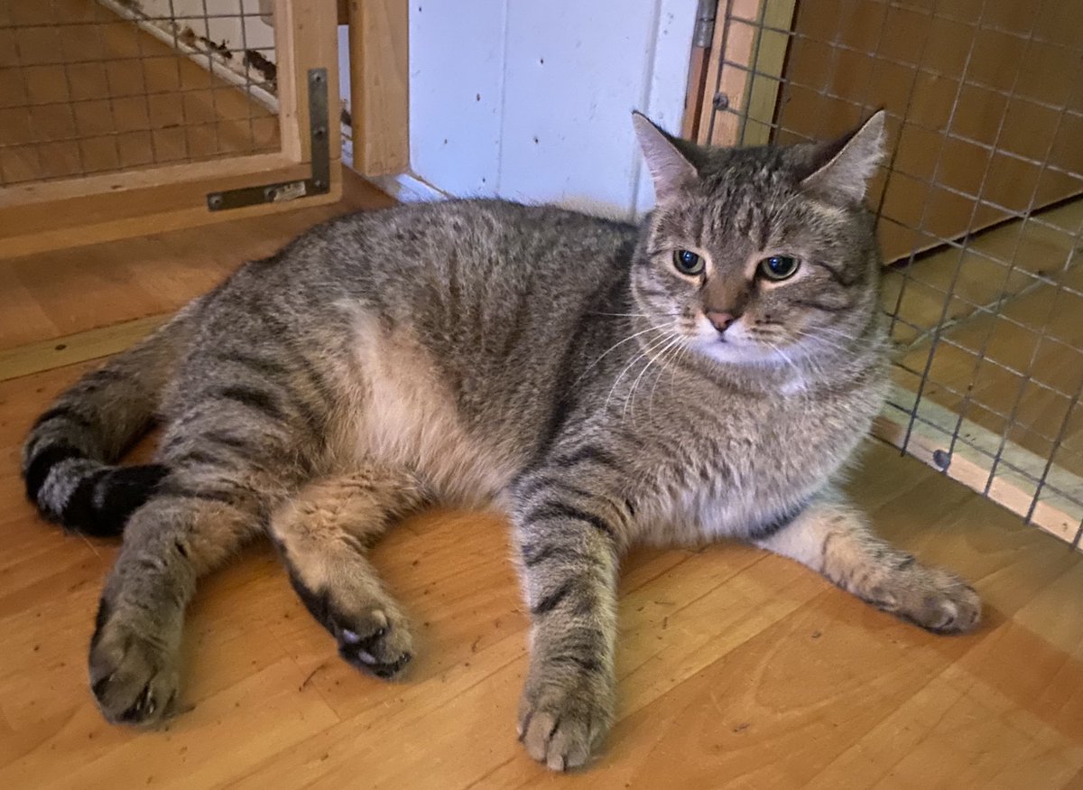 sonnyikisel's tweet image. Пропустила несколько хуков от этого милого пончика. 
Заберите Бублика домой, коту жизненно необходимо иногда бить людей, потому что не твое собачье дело почему.