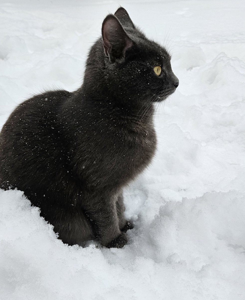 Absolūtā sajūsma.