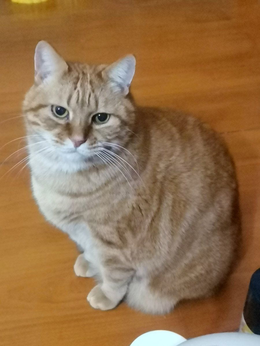 每天晚上都咬人的坏猫