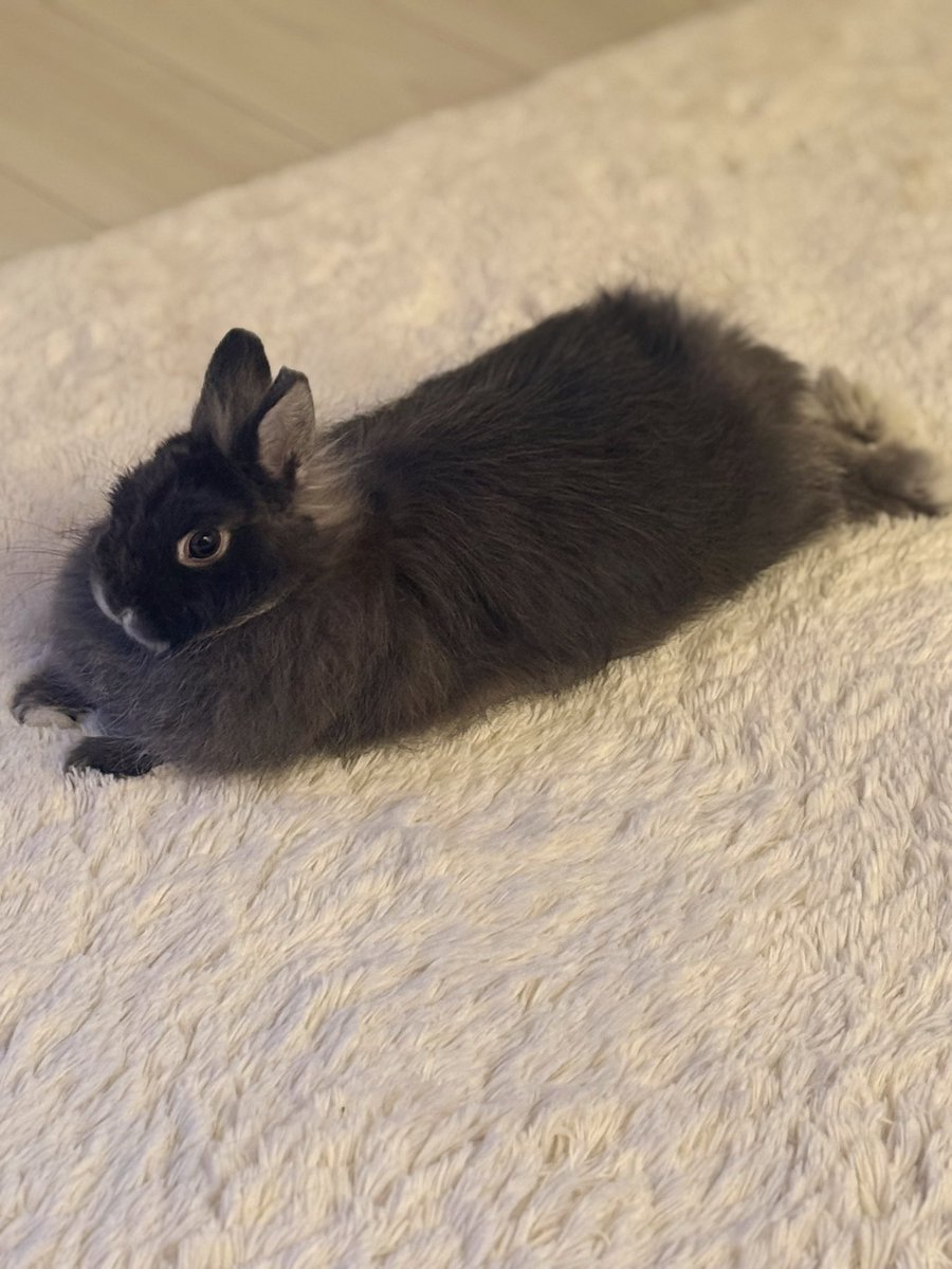 低糖🐰🥥 tweet media