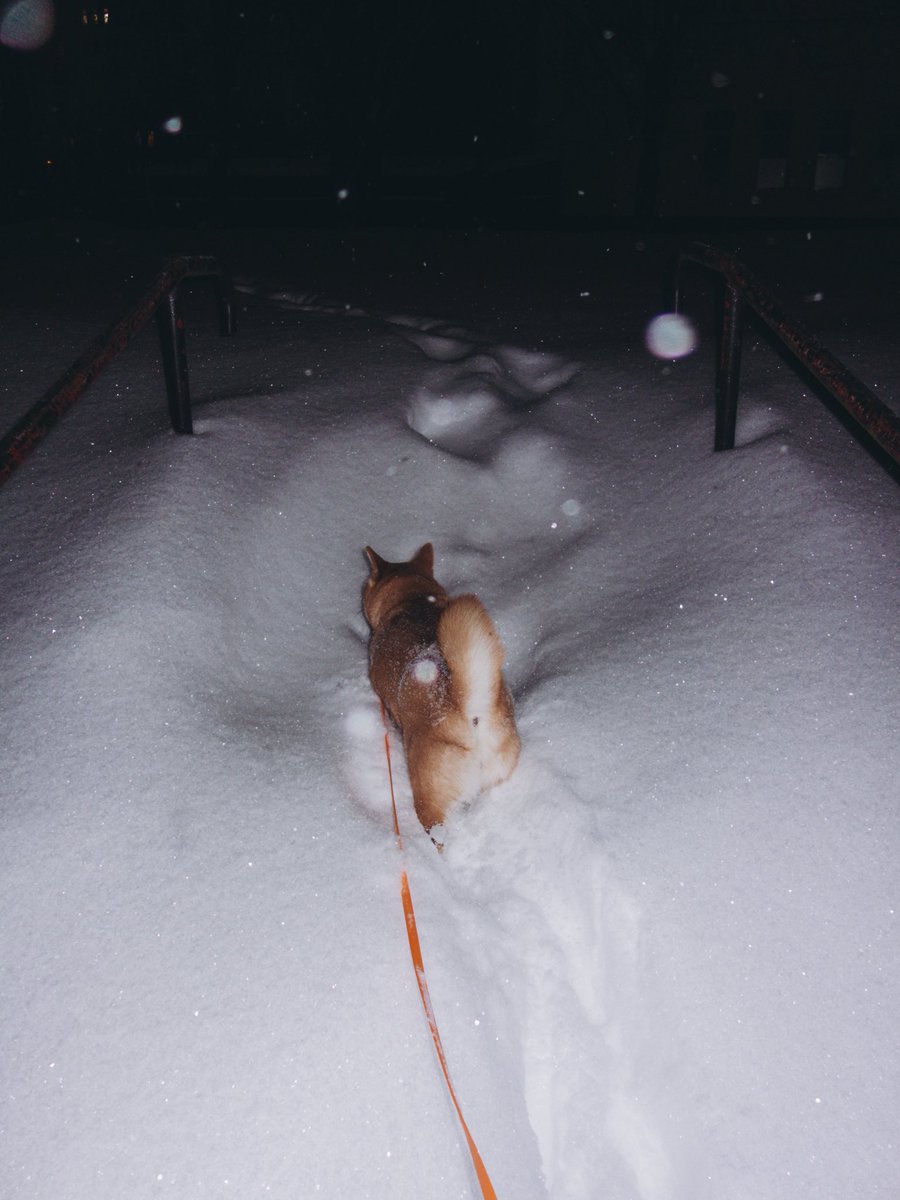 heymargadon's tweet photo. Собачий ��айф https://t.co/xffJyHnmkF