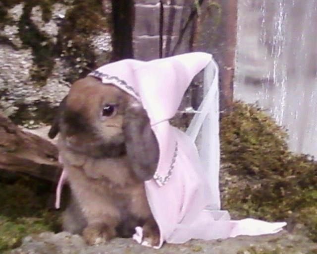 Iegwarmers's tweet image. a true  buncess . . 🏰