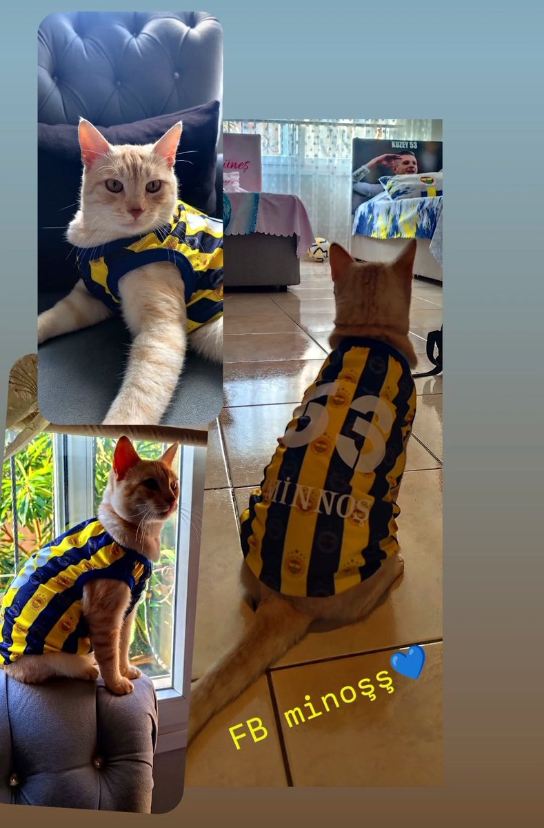#Fenerbahçe 💙💛