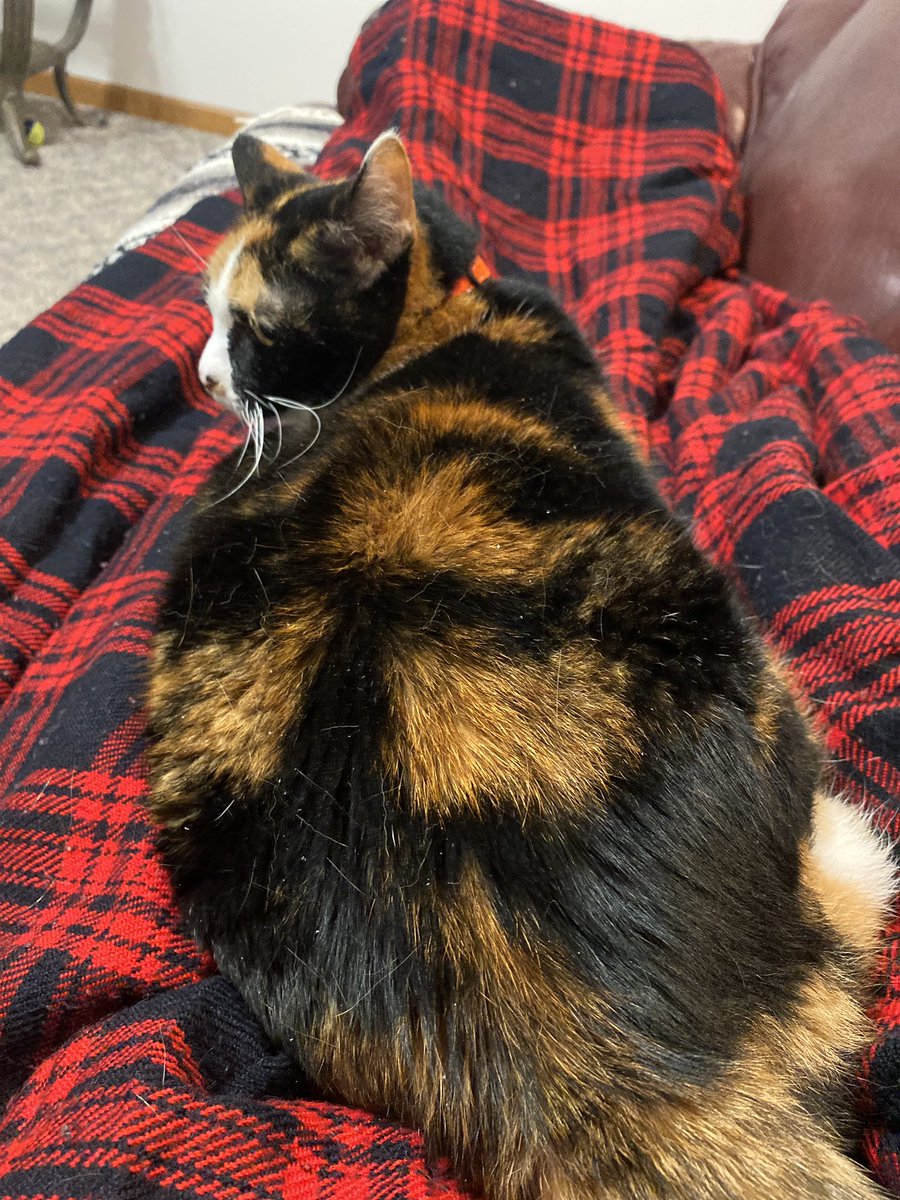 IAmFoobs's tweet photo. Rest easy my Ellie girl 💔 https://t.co/jumxTqT666