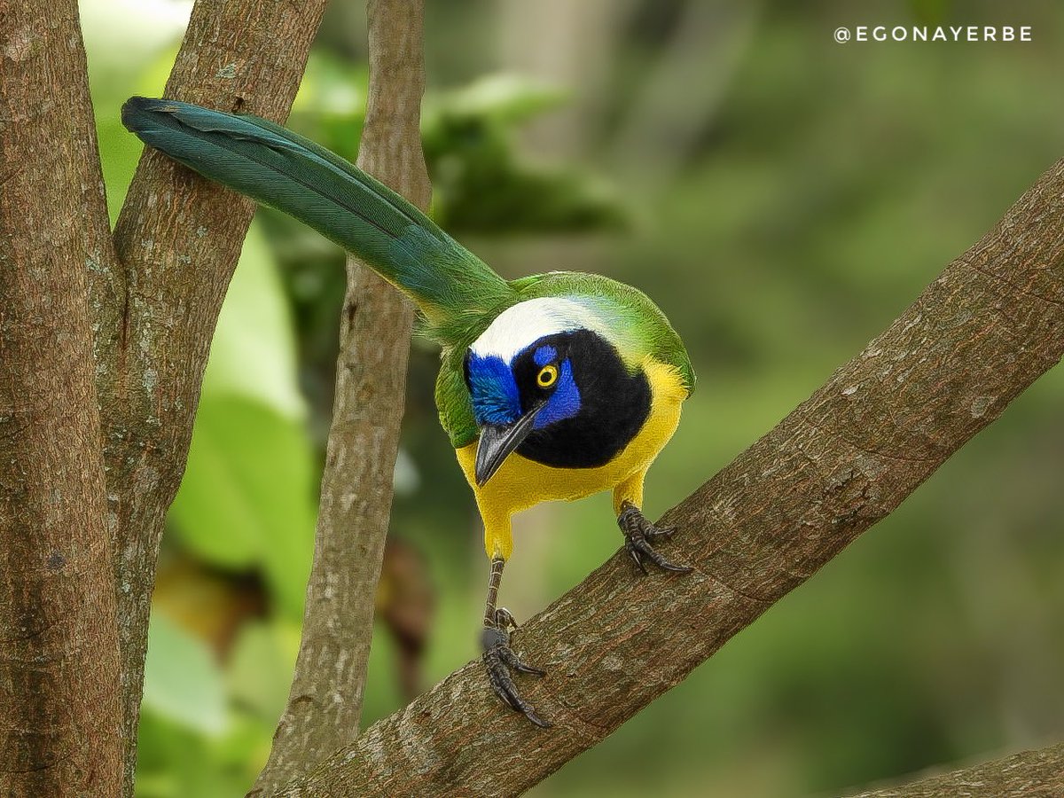 🐤 Quinquina
✍🏻 Cyanocorax yncas
📍 Popayán, Cauca