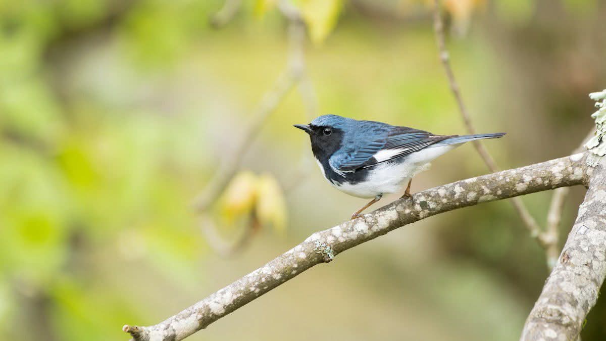 Bethel McGrew tweet media