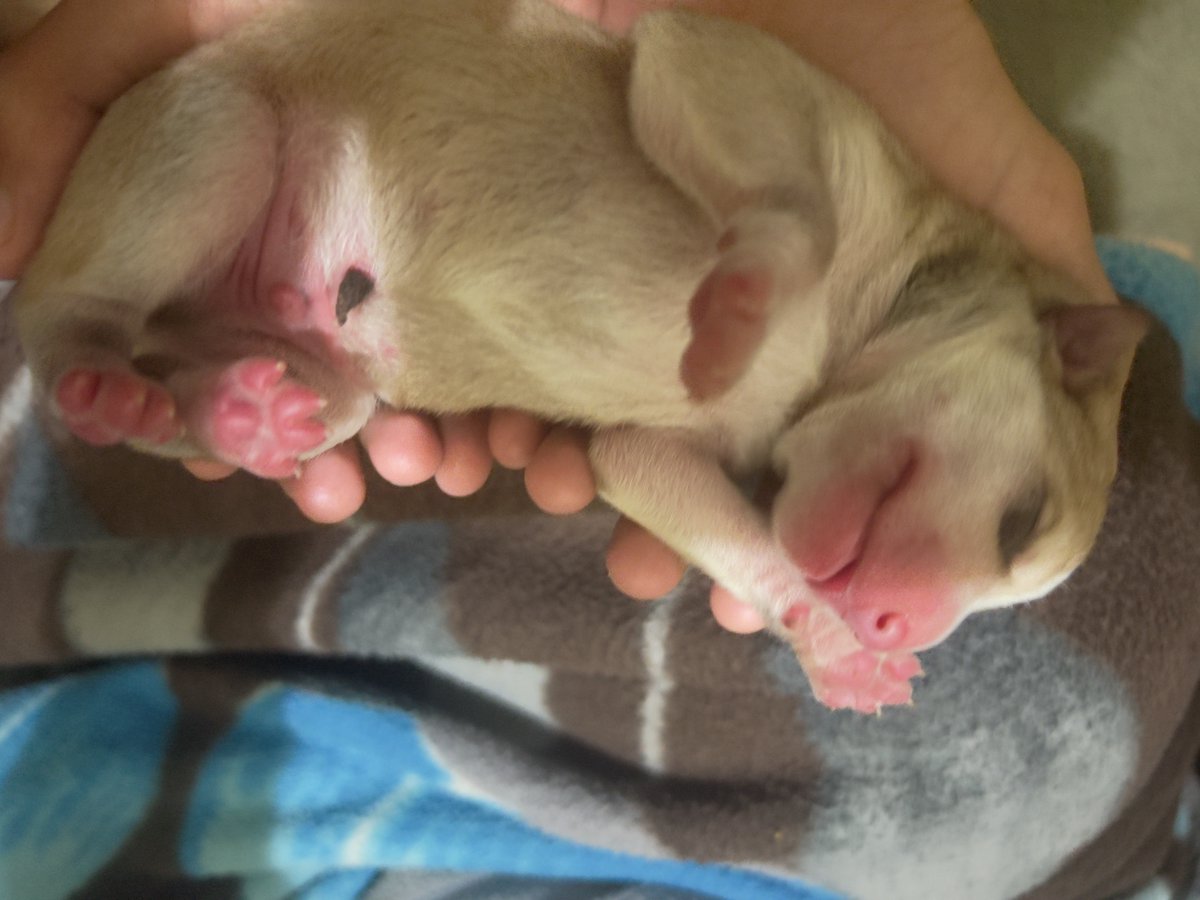 Mridul | ChrysalisFi tweet media