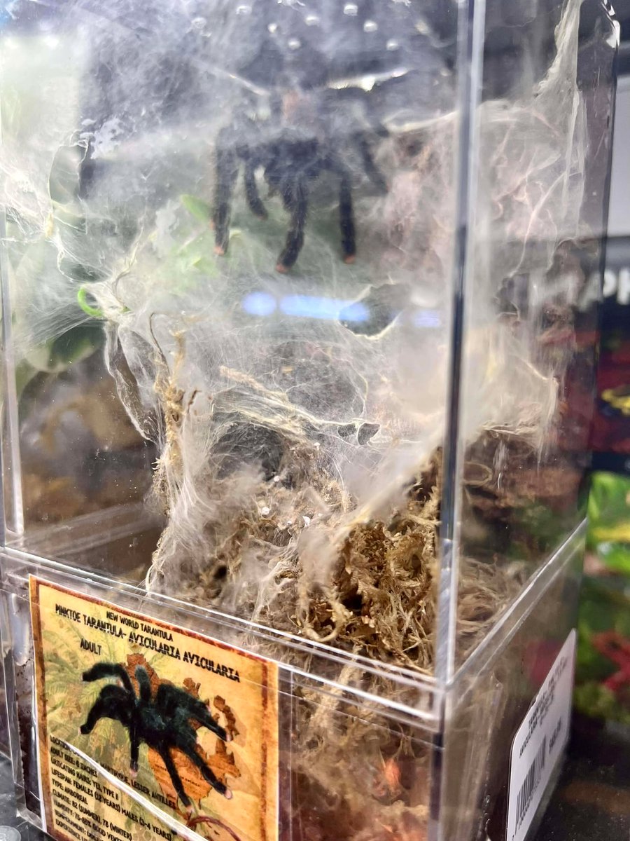RhondasAviary's tweet image. 🕷️🦂 New Tarantulas &amp;amp; Scorpions!
Tons of new tarantulas and scorpions just arrived — each in its own enclosure and ready to go home today. Selection won’t last long!

#Tarantulas #Scorpions #InvertPets #ExoticPets