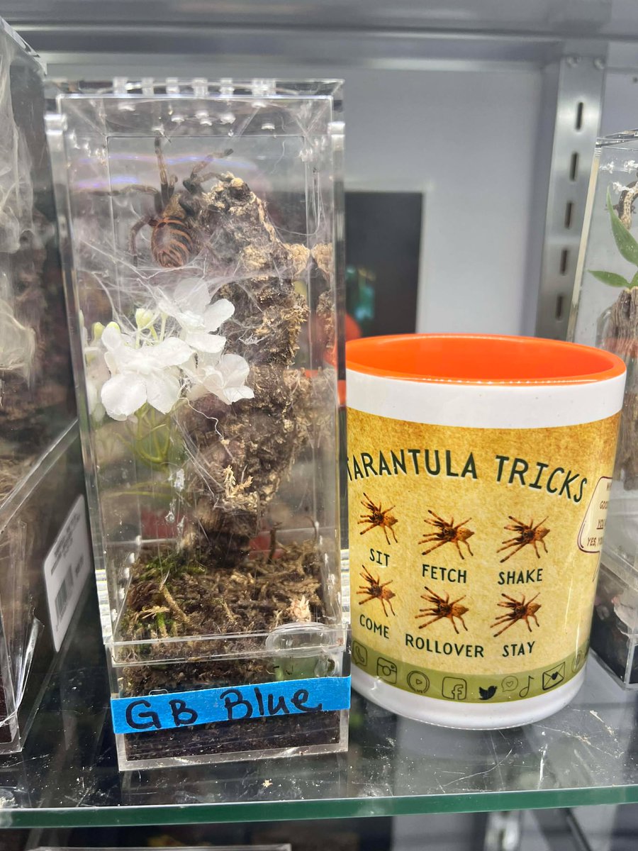 RhondasAviary's tweet image. 🕷️🦂 New Tarantulas &amp;amp; Scorpions!
Tons of new tarantulas and scorpions just arrived — each in its own enclosure and ready to go home today. Selection won’t last long!

#Tarantulas #Scorpions #InvertPets #ExoticPets