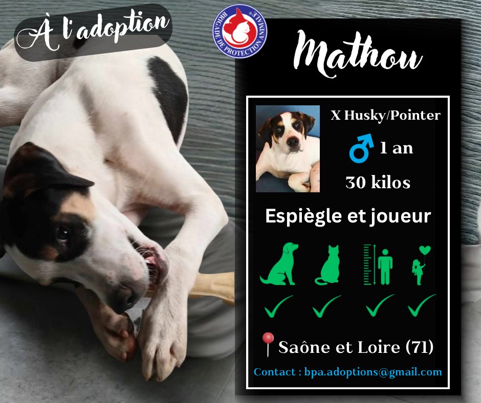 Brigade_BPA's tweet image. Mathou attend la famille qui le fera rêver… 💫 

Mathou est un magnifique compagnon de tout juste 1 an et de 30 kilos, doté d'un cœur sensible et très affectueux 😍

Grâce à sa famille d'accueil, il a développé de précieuses qualités : il est propre, calme à l'intérieur et gère…