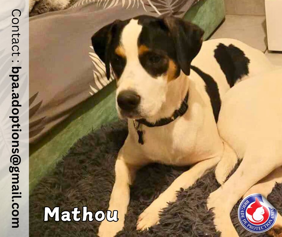 Brigade_BPA's tweet image. Mathou attend la famille qui le fera rêver… 💫 

Mathou est un magnifique compagnon de tout juste 1 an et de 30 kilos, doté d'un cœur sensible et très affectueux 😍

Grâce à sa famille d'accueil, il a développé de précieuses qualités : il est propre, calme à l'intérieur et gère…