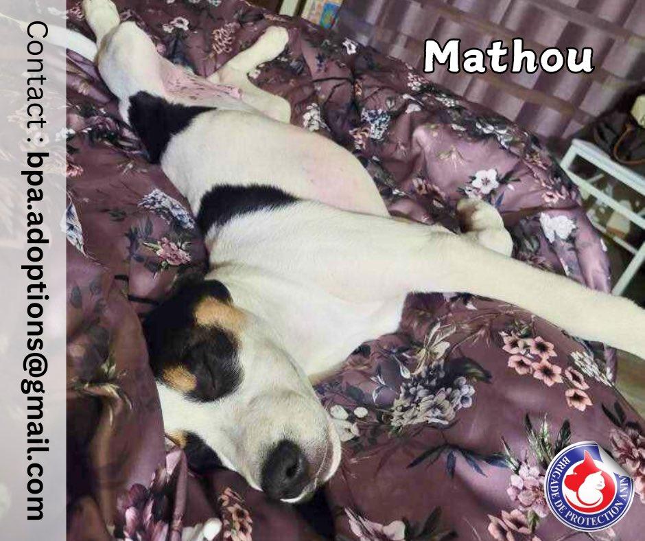 Brigade_BPA's tweet image. Mathou attend la famille qui le fera rêver… 💫 

Mathou est un magnifique compagnon de tout juste 1 an et de 30 kilos, doté d'un cœur sensible et très affectueux 😍

Grâce à sa famille d'accueil, il a développé de précieuses qualités : il est propre, calme à l'intérieur et gère…