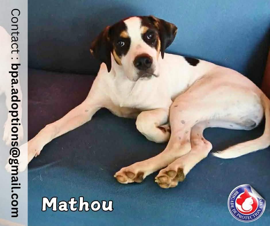 Brigade_BPA's tweet image. Mathou attend la famille qui le fera rêver… 💫 

Mathou est un magnifique compagnon de tout juste 1 an et de 30 kilos, doté d'un cœur sensible et très affectueux 😍

Grâce à sa famille d'accueil, il a développé de précieuses qualités : il est propre, calme à l'intérieur et gère…