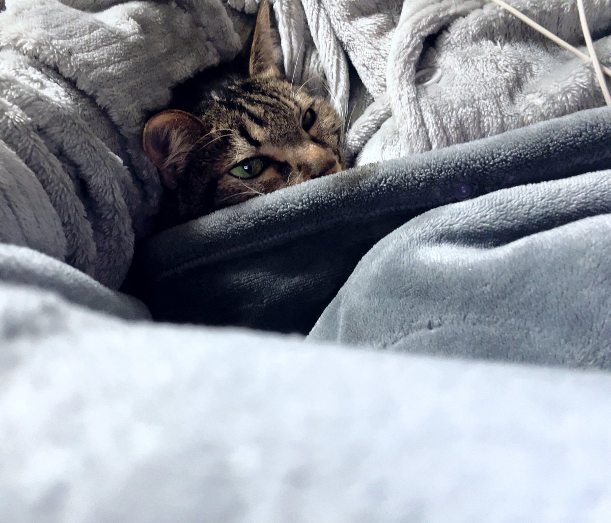 白星エル🪽🌟 (@shirahoshi_el) / Posts / X