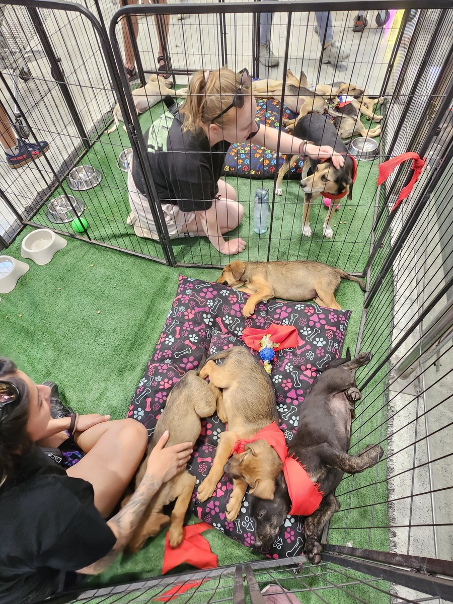 sol_palacios_m's tweet image. Terapia de amor 🤭 na broma. Estamos en jornada de adopción en mall plaza norte esperando que lleguen familias a adoptar☺️❤️
Estaremos hasta las 19.00 pm y mañana también 
Igualmente pedimos ayuda para pagar traslado🙏porfa 
Solange Palacios
Banco estado
Cuenta rut
17376209-7