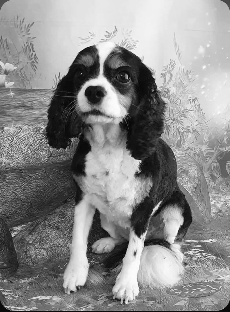 Nanukchen's tweet image. Just to let you know Bella went #OTRB🌈 on Wednesday. #TheDivaAndTheDude #cavpack