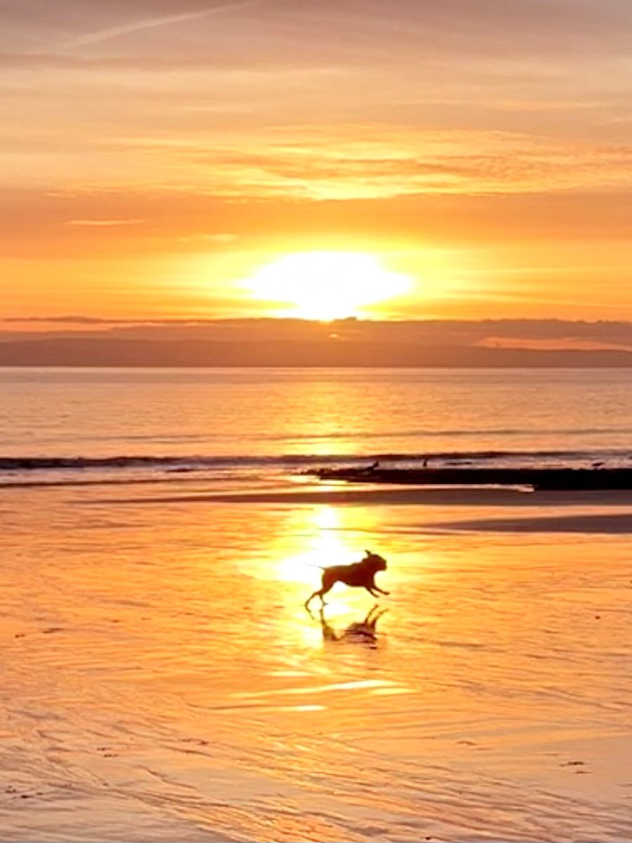 IsaMary2021's tweet image. Can you see me?? 🌅❤️❤️
#IsaMary #Beach #HappyPlace #Sunset #Dogs
