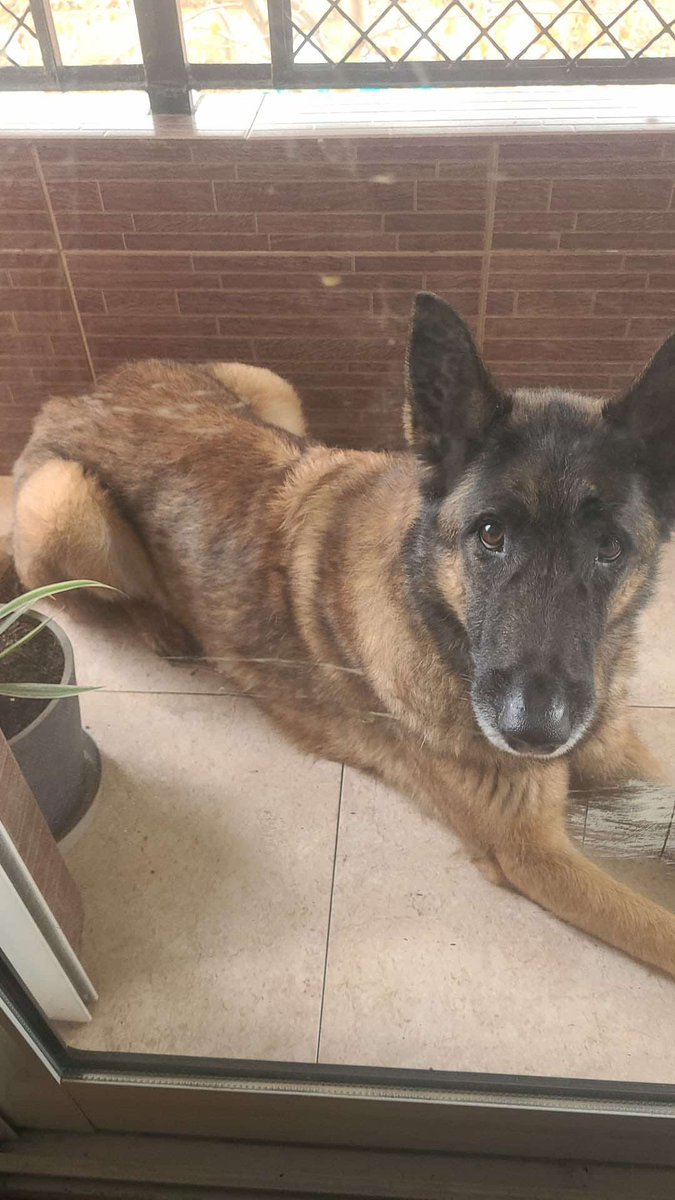 SosAbuelos1's tweet image. #VALENCIA
#BALTO es un peludo de 30 Kg y 8 años, del que su actual dueño no puede seguir haciéndose cargo.

Es un perro noble y se encuentra sano.

Se busca una familia responsable que pueda cuidarlo como se merece y ayudarle con la operación que necesita, ya que padece…