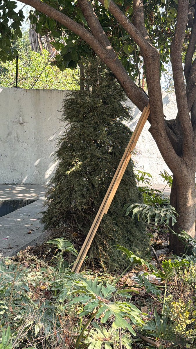 NO SEAN COCHINOS 

Por favor vecinos, paguen porque retiren los restos de sus árboles navideños, no vengan a tíralos aquí al parque. 

No sean sucios!