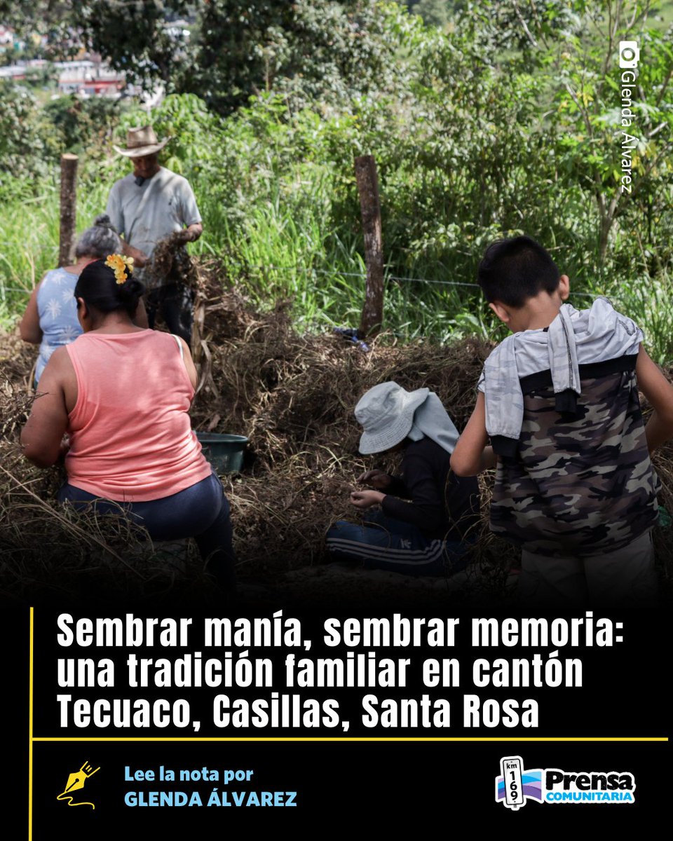 PrensaComunitar's tweet image. Sembrar manía es sembrar memoria, identidad y dignidad 🥜

Para los agricultores del cantón Tecuaco en Casillas, #SantaRosa, la siembra de manía sigue siendo una práctica de cohesión social, economía familiar y tradición cultural.

Lee y comparte 📌
prensacomunitaria.org/2026/01/sembra…