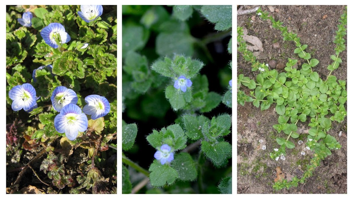 WDCGardener's tweet image. Getting Ahead of Winter Speedwell in the January 2026 issue of Washington Gardener Magazinee. See washingtongardener.blogspot.com/2026/01/januar… #gardendc #gardening #weeds