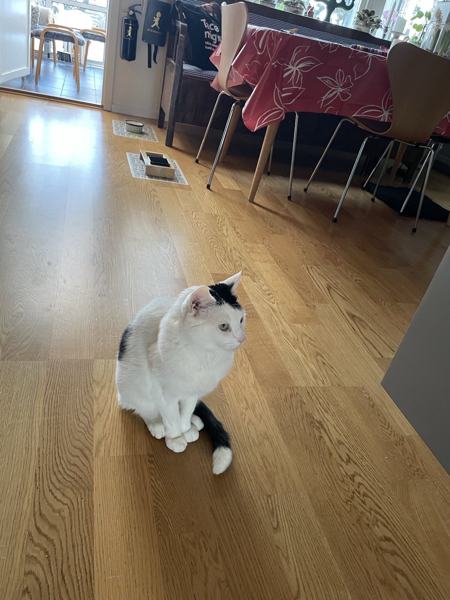 Högheten är upprörd då någon har ställt sig i Hans rum och dessutom ivägen för fri fart till duschen🙀🙀😾😾😹