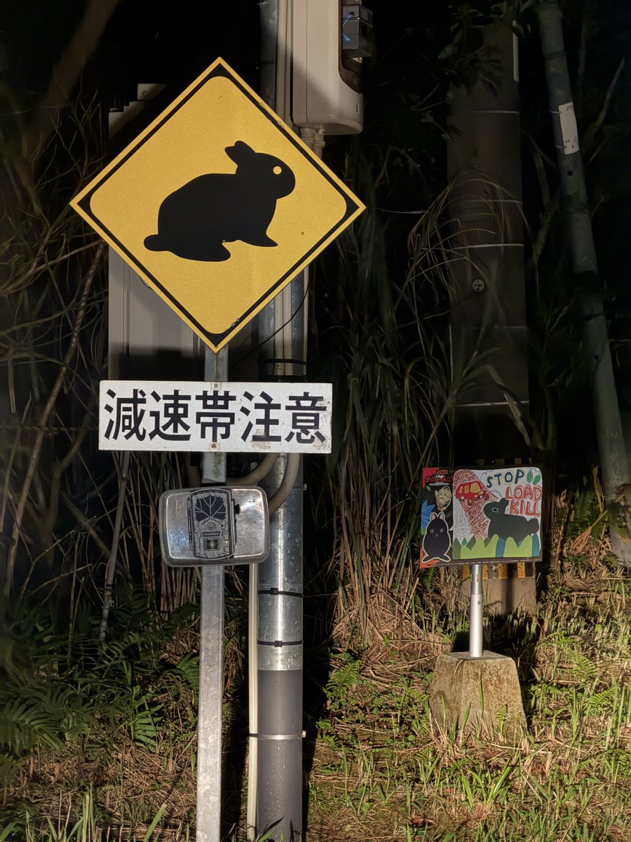 red373k's tweet photo. 陽キャ扱いのイナバノシロウサギに対して、日没後に動きが活発化するブラックな環境に慣れてしまったアマミノクロウサギ
ちゃんと寝てほしい https://t.co/N1hoejUGwn