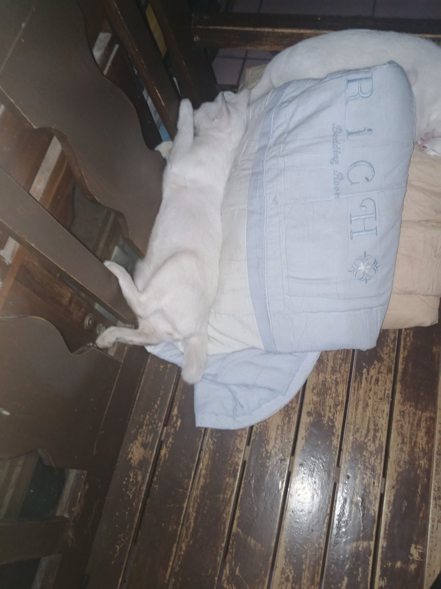 Ultimage - COMMS OPEN - tweet media