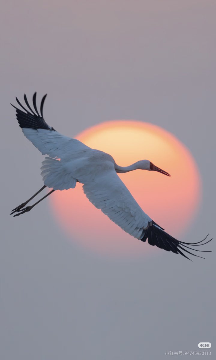 何以中国（互fo） tweet media