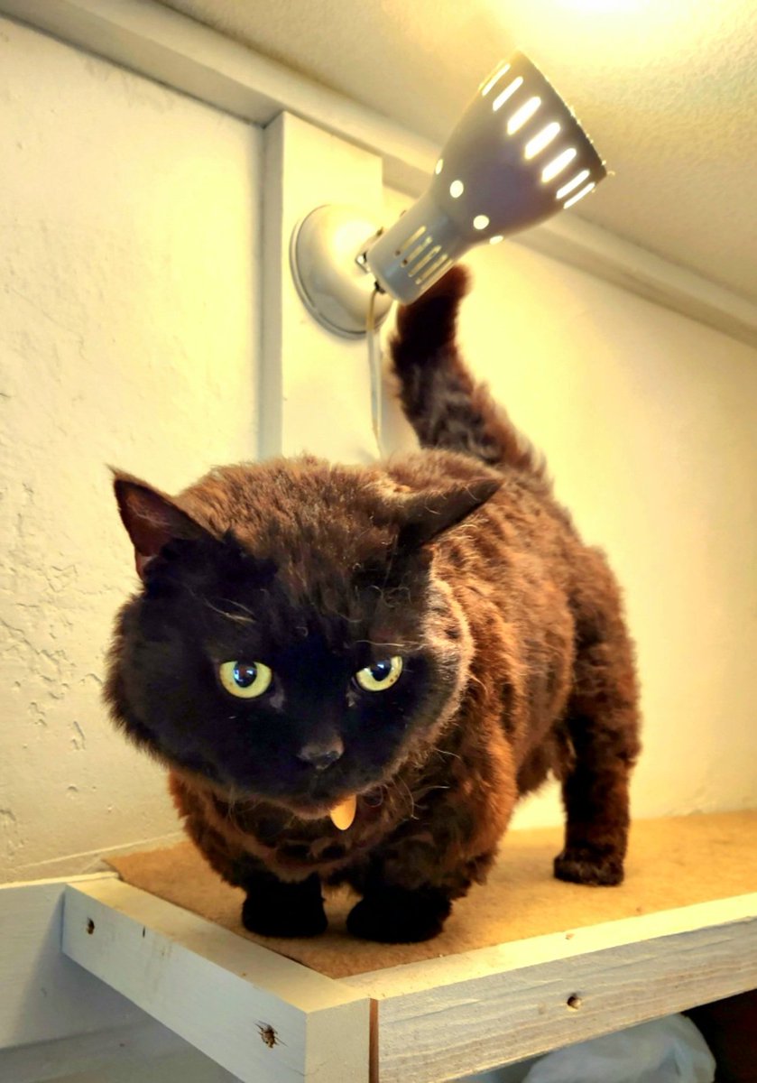 ラムキンのにゃむ+世話係コウ (@garaku1972) / Posts / X