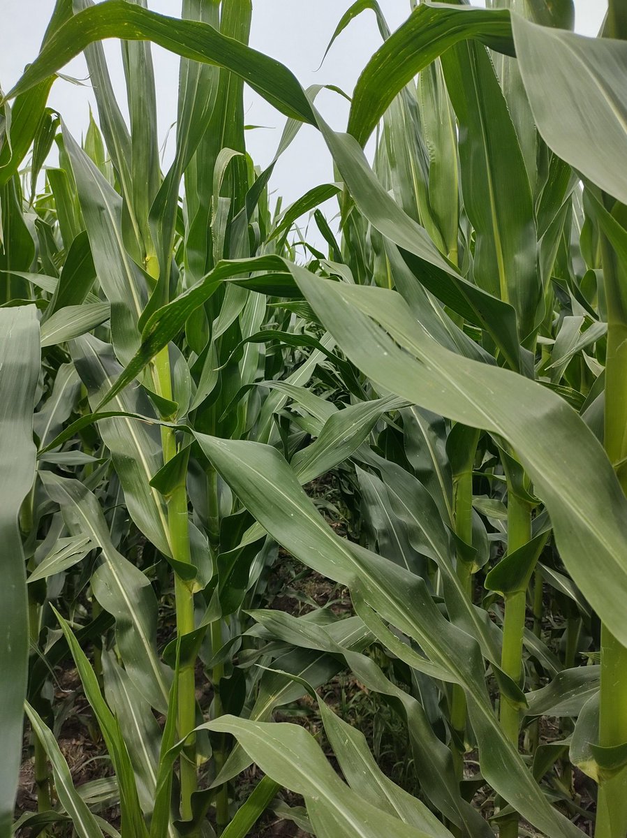 Recorrida por zona costera de mar chiquita, girasoles y maices sembrados primera quincena de octubre en etapas floración con muy buen estado y desarrollo, esperando las lluvias de la semana que viene
📍Vivorata, Mar chiquita, Cobo