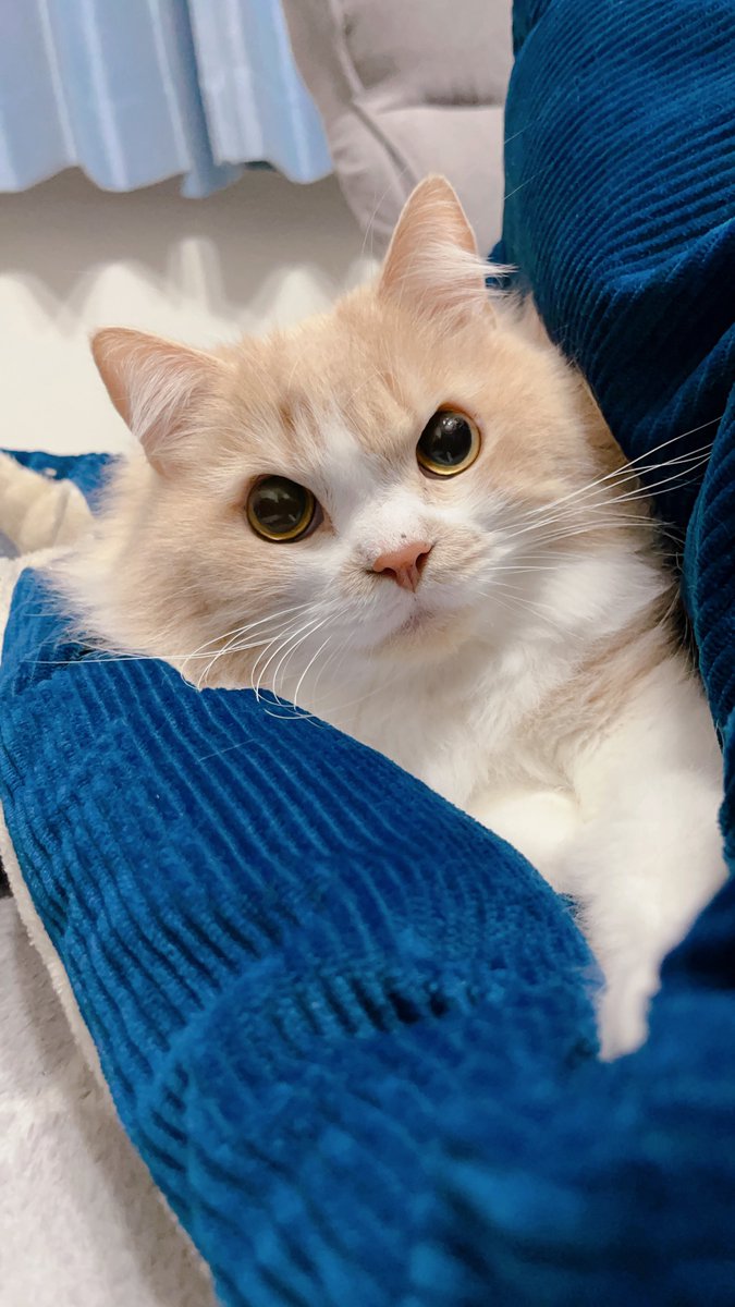 mog (@mogmogmog312) / Posts / X