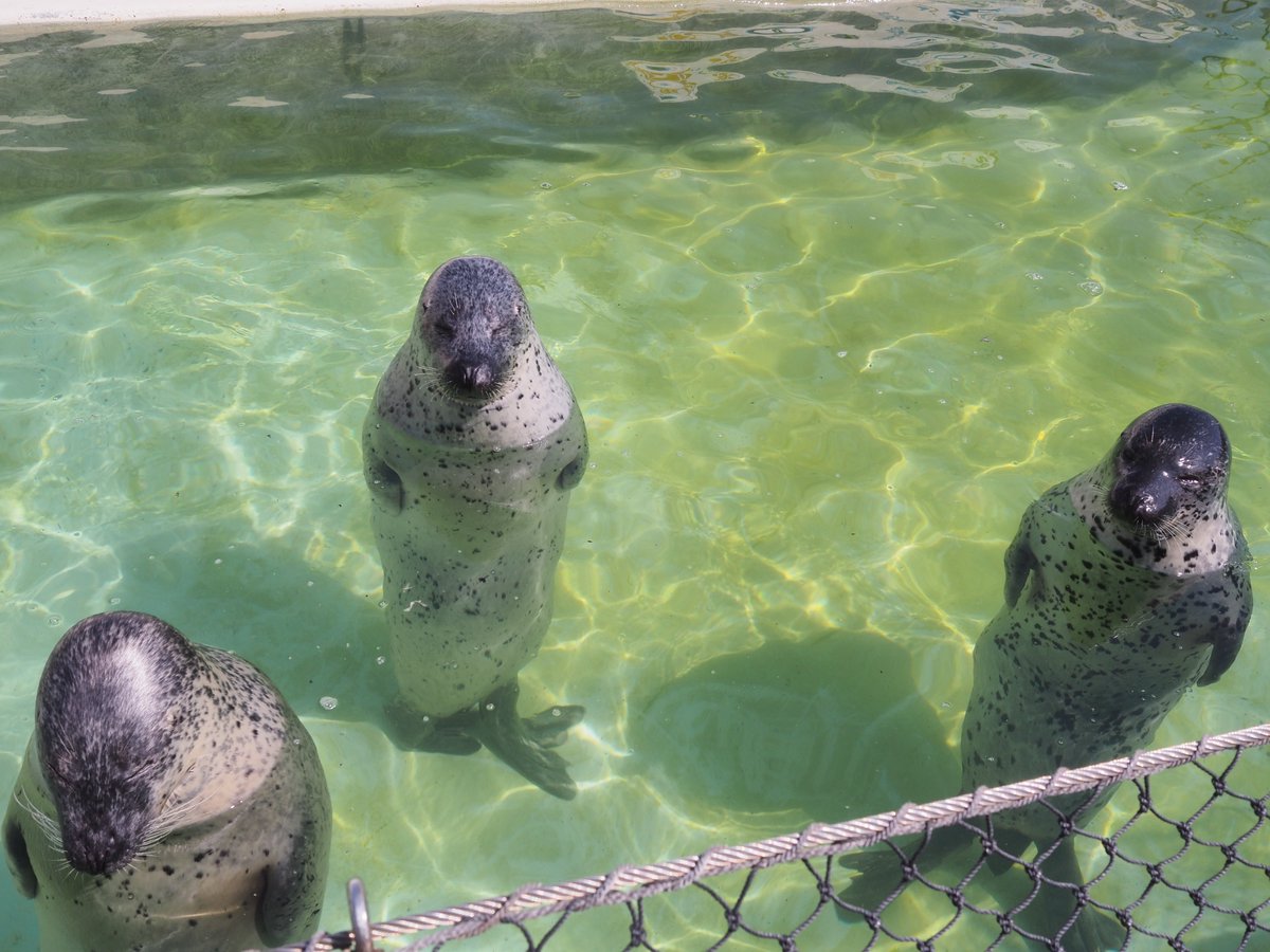 立ちザラシ

2025.06
#おたる水族館