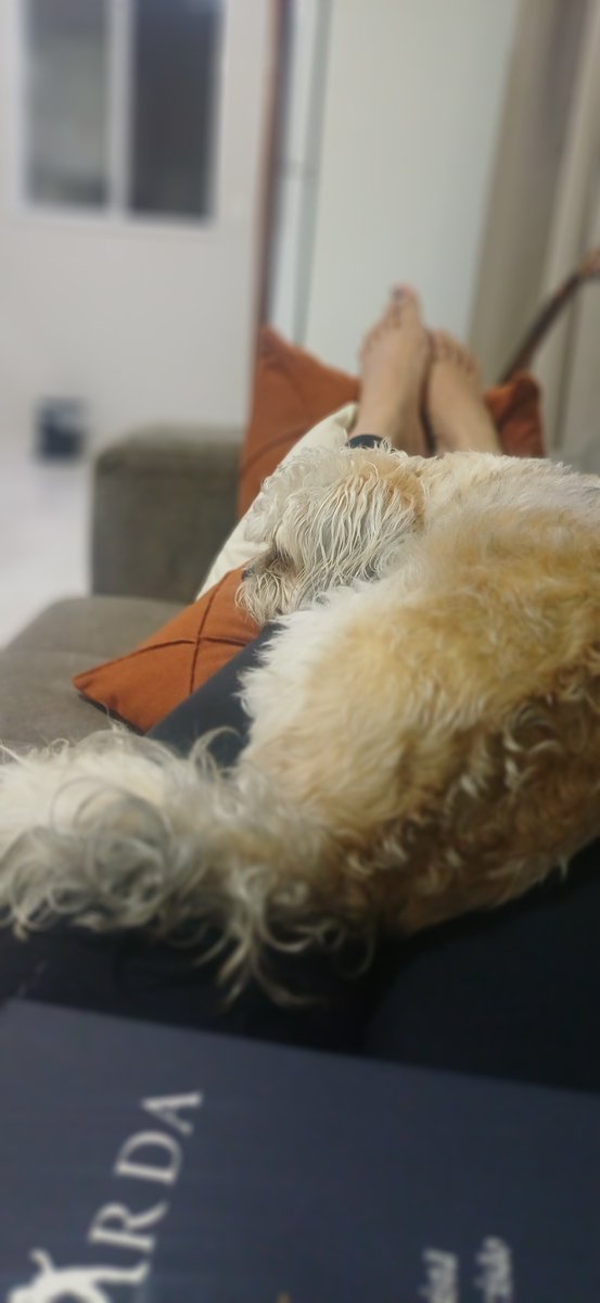 priscalima's tweet image. Minha alegria diária 🐶 Tobias 

#cachorro #dog #companhia #filhode4patas