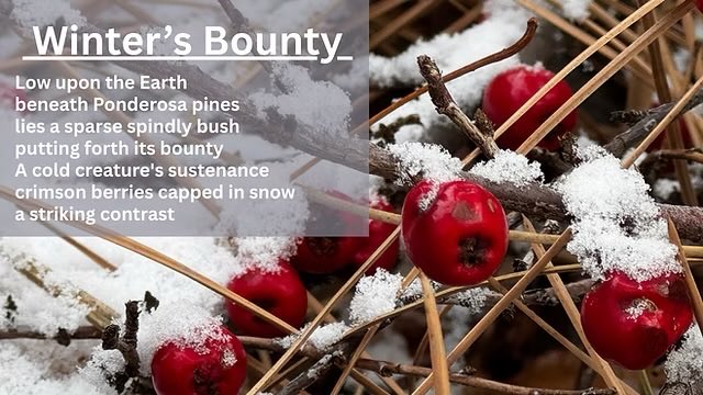 AuthorCSSimpson's tweet image. Winter's Bounty, a short poem.