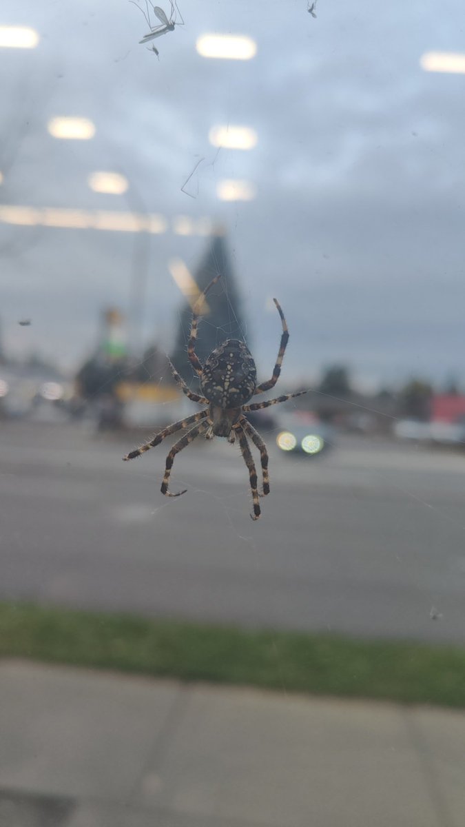 winter_wolve's tweet image. No stream tonight! Currently at work and I have an early shift tomorrow sadly 😞 

My community last night made me cry a ton! Thank you so much for the many gift subs. 🥹

While at work I found a HUGE spider. It's thick! It's eating good while outside! 🕷️

See you guys Monday!