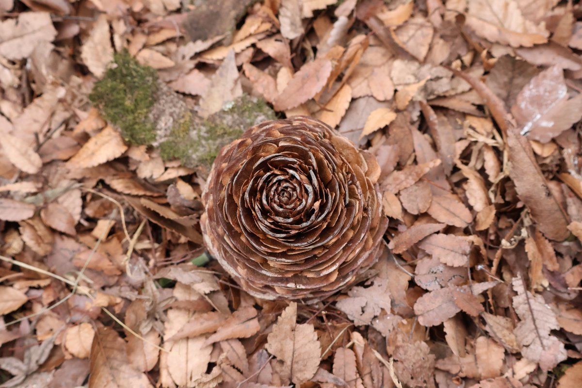 朝の巡回中、ボトンと何かが落ちる音がしました。 正体はヒマラヤスギ