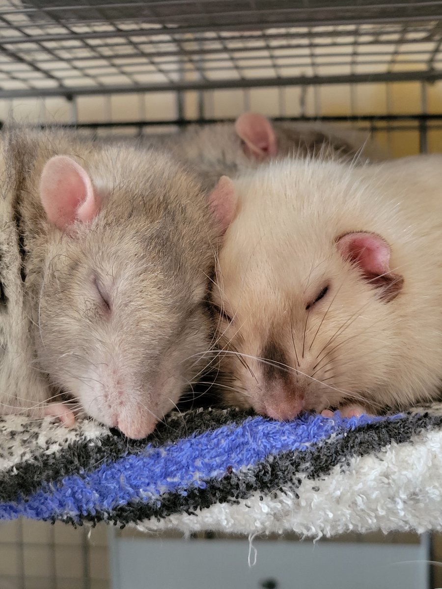 ChobiSonoe's tweet image. #ファンシーラット のニーニとスコ…シ…？🤔