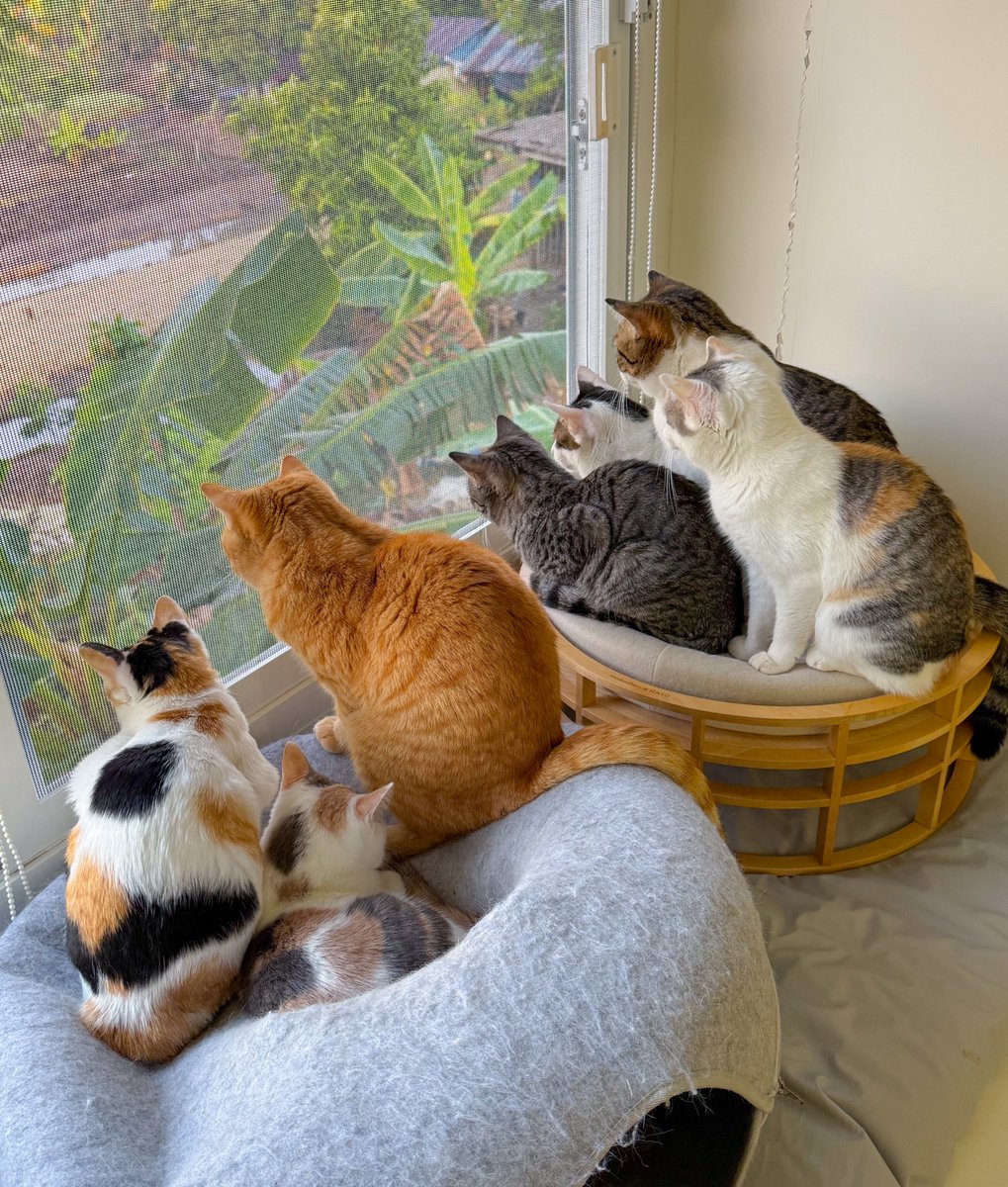 พาแก๊งมิมามอนิ่งค่า~ เช้านี้ตื่นมาส่องเป็ดหลังบ้านอย่างพร้อมเพรียง🤣🐣