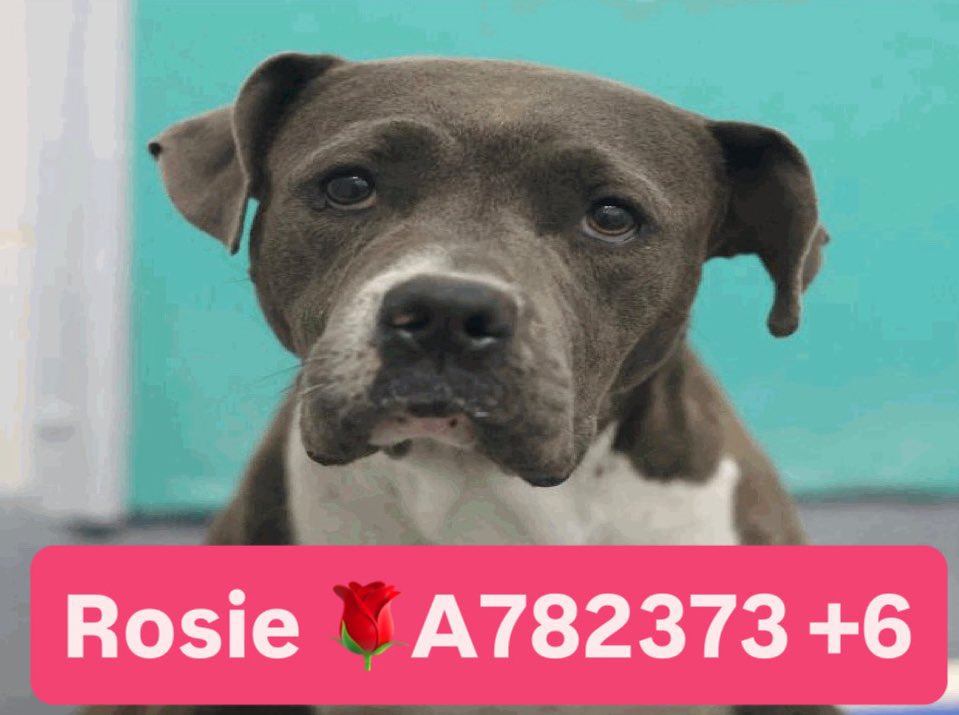 _taysmyoxygen1d's tweet image. 🆘 SWEET DOG MOM WHO NURSED HER 6 BABIES IS BEING KILLED ON MONDAY 1.12 BY #SANANTONIO ACS #TEXAS AFTER ALMOST 70 DAYS‼️

ROSIE 🌹#A782373
5yo, 59lb
⚠️ ☠️WAY Past Deadline: 11.7
Her babies were adopted/are in foster care &amp;amp; she was left behind
#Foster #AdoptDontShop 
#PLEDGE 🛟🙏🏼