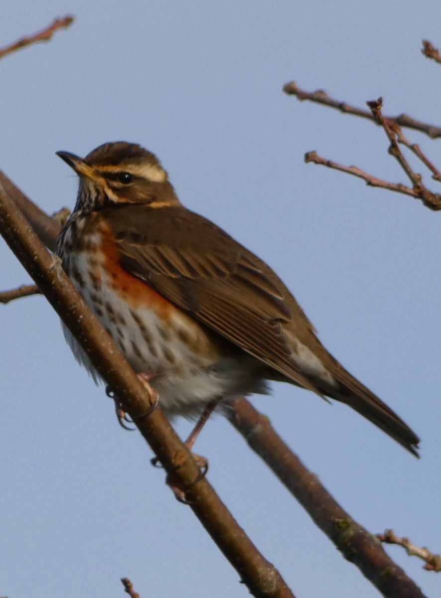 johnjayf's tweet image. Proof winter is still with us. Redwing at parkgate old baths @CAWOSBirding