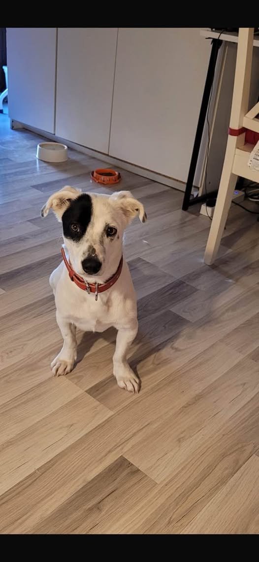 "İZMİR  1,5-2 yaşlarında dişi,kısır,sokağa atılmış Jack Russel,acil yuva arıyor  İletişim 0505 414 37 72  facebook.com/photo/?fbid=25…