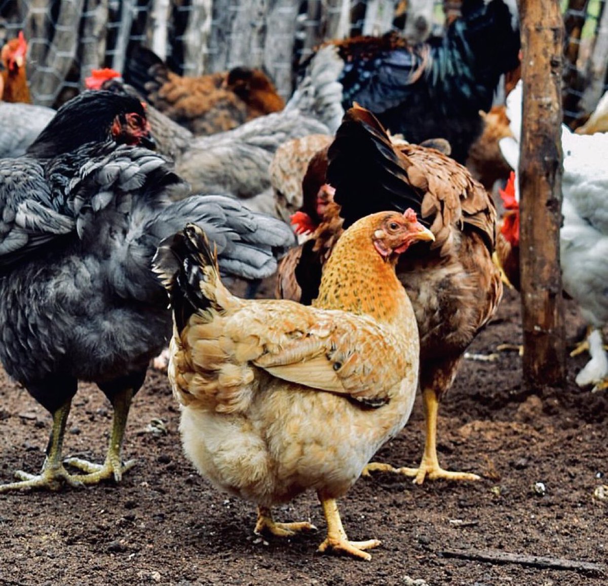 Agronomme_'s tweet photo. What Every Farmer Must Know about Local Chicken( Beginners)

   Local Chicken i would simply call "Village Chicken" are chicken reared for either the purpose of egg production, meat production, or even feathers in some situations.

These chickens are different from the commercial breeds of chickens that are reared in industrialized poultry farms. Below are some of the production facts;

📌. A local rooster weighs about 1.4-2 kg at maturity while a local hen weighs 1.2-1.5 kg at the point of lay.

📌. At 22-26 weeks of age, village or local chickens are sexually mature to start mating and producing eggs. A local broody hen could lay up to 72 eggs in a year while a local non-broody hen could lay up to 102 eggs in a year.

📌. A free-range hen will lay the first eggs at the age of 22-28 weeks and lay 3-4 clutches of 10-15 eggs a year.

So, how can you identify a local chicken? Here are a few features of a local chicken;

. They are usually found in black, brown, and dark red colors

. Their eye color is dark brown, light brown, and dark red. They are sharp and always alert.

Local chickens have smooth beaks and claws.

.Bright red comb and wattle.

1.3K

. They are usually very small in size.

. They can hatch their eggs and brood their chicks.

. They are poor egg producers, as they lay just 40-50 eggs in a year.

.They can survive on a diet that consists mainly of locally available food items.

They also lay eggs that are small in size but are rich in nutrients.

They have higher disease resistance.

#ChickenFarming