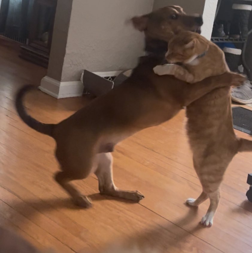 meekerpets's tweet photo. https://t.co/I2lZgMqgf1
