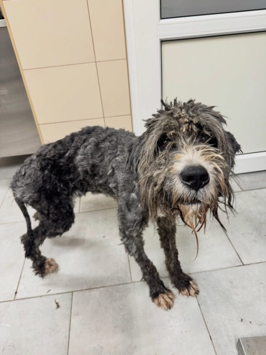 KSzalew's tweet image. Tak wyglądała suczka w momencie interwencji, przy kilkunastostopniowym mrozie, z masywną niedowagą, stojąca w śniegu bez wody i jedzenia. Drugi pies ogrzany, nakarmiony, noszony na rękach. Co ci ludzie mają w łbach?!