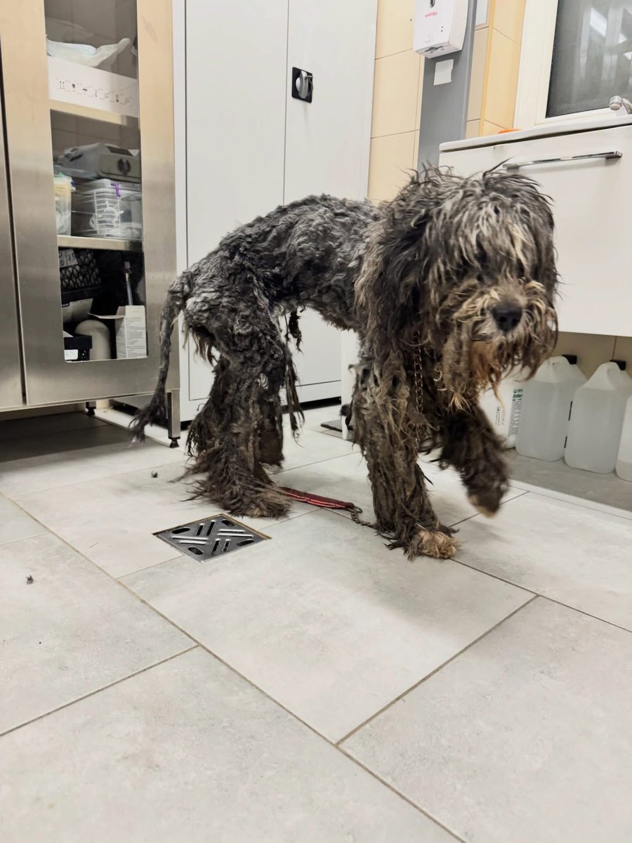 KSzalew's tweet image. Tak wyglądała suczka w momencie interwencji, przy kilkunastostopniowym mrozie, z masywną niedowagą, stojąca w śniegu bez wody i jedzenia. Drugi pies ogrzany, nakarmiony, noszony na rękach. Co ci ludzie mają w łbach?!