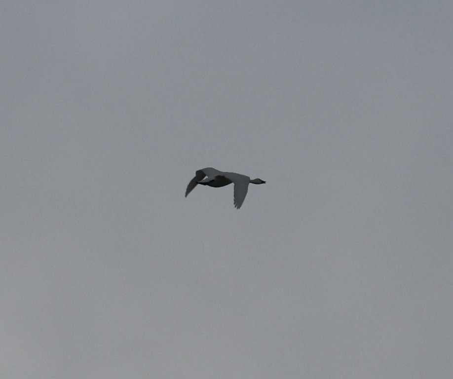 Matthew Deans tweet media