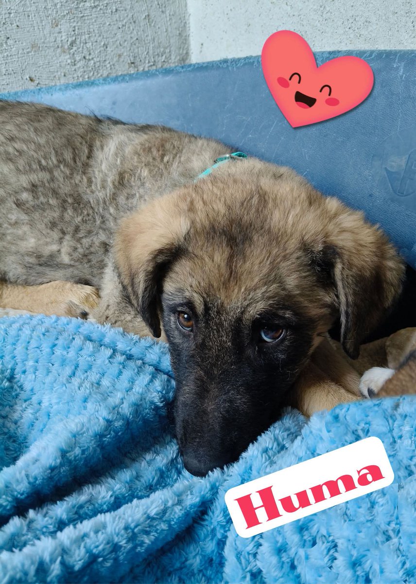 Enpa Sanremo,Huma❤️è una cucciola bellissima, con due occhioni che dicono tutto, è ancora molto impaurita, passa tutto il tempo nella sua cuccia e fa una tenerezza infinita,Ha
bisogno di pazienza,amore e una casetta tutta sua che la faccia sentire al sicuro.  
tgmedia  3496097295