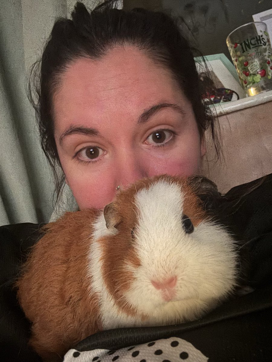 #guineapig